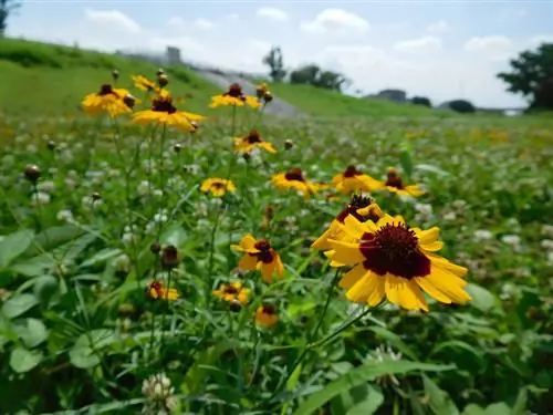 Hivernant l'ull de la noia: com protegir adequadament la planta perenne