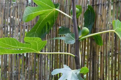 Een vijg planten: zo gedijt hij in uw tuin