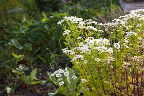 Cog fake chamomile