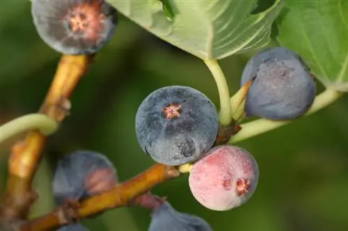 Saison des figues