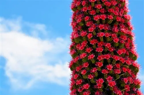 Echium Wildpretii hooldus: näpunäiteid terve taime jaoks