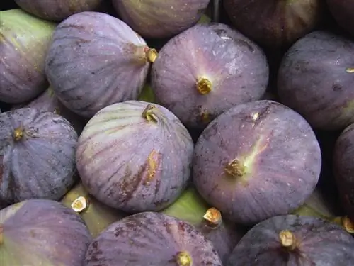 Fig: Gaudeix de la fruita dolça per al jardí i el balcó