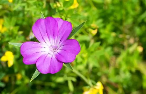 Corn wheel in the garden: tips for successful sowing