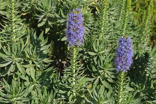 Echium kopšana