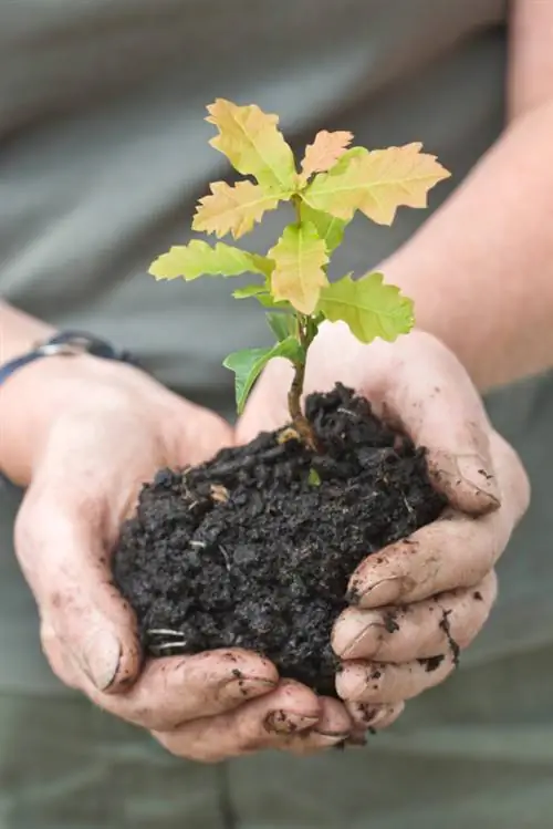 Eik planten