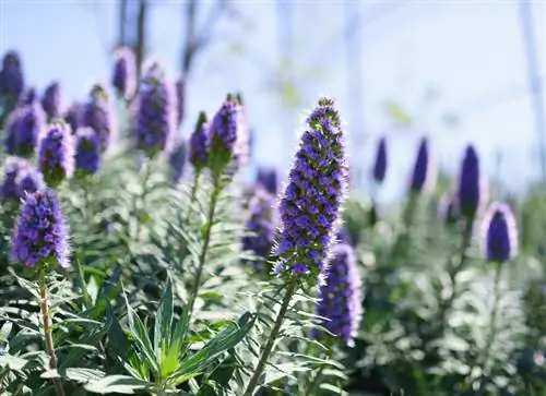 Echium sowing