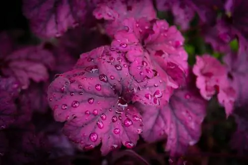 Heuchera huduma