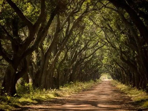 Oak species in Germany: Which ones should you know?