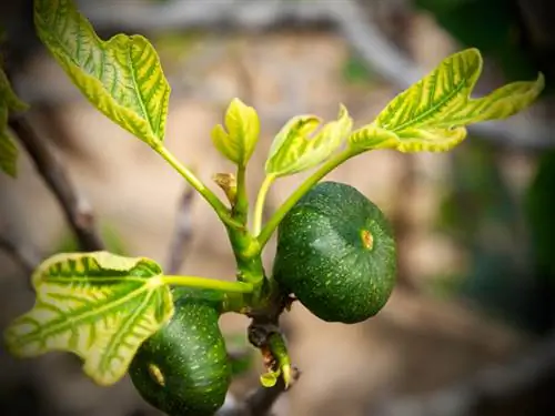 Hojas amarillas de higuera.