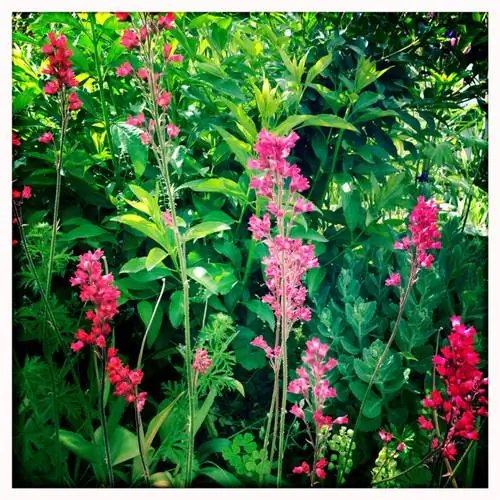 Heuchera ligging