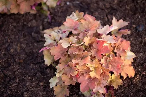 Heuchera ን ያሰራጩ