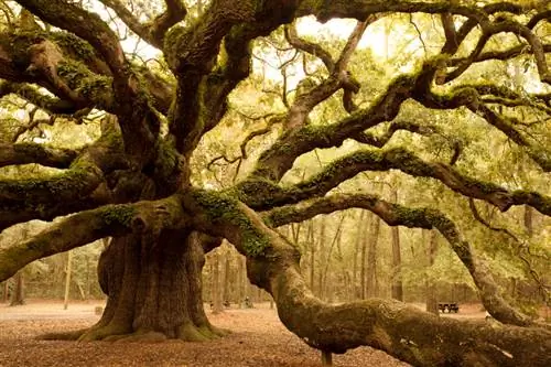 La quercia più antica del mondo