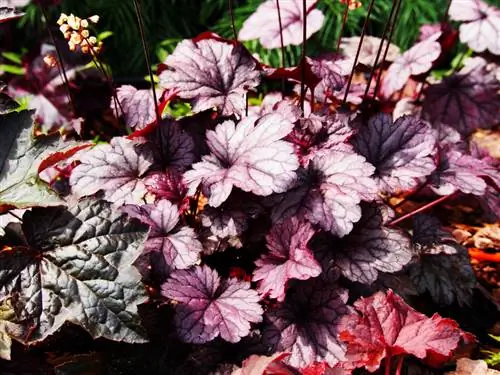 Heuchera zəhərlidir