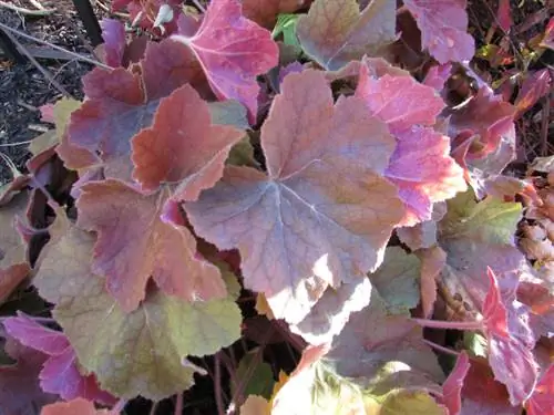 Purple bells pruning