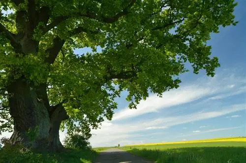 Quercia: Quanti anni possono avere questi maestosi alberi?