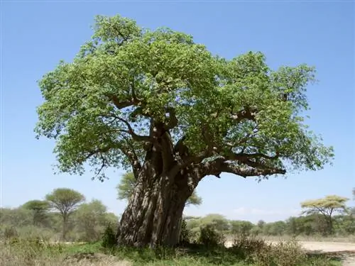 Enfermedades del baobab