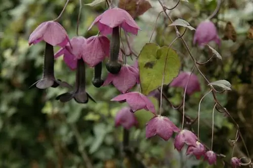 Bimë ngjitëse Rhodochiton atrosanguinea