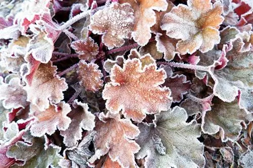 Le campane viola svernano