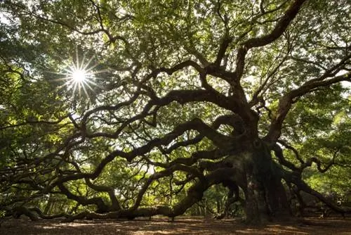 Distingeix fàcilment entre espècies de roure: creixement, forma de fulla i més