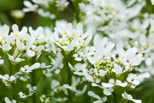 Candytuft кам көрүү: Ден соолукка пайдалуу гүлдөр үчүн кеңештер