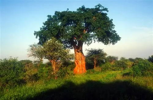 Baobab ága