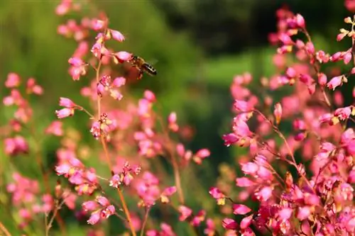 Wanneer is die beste blomtyd vir pers klokke?