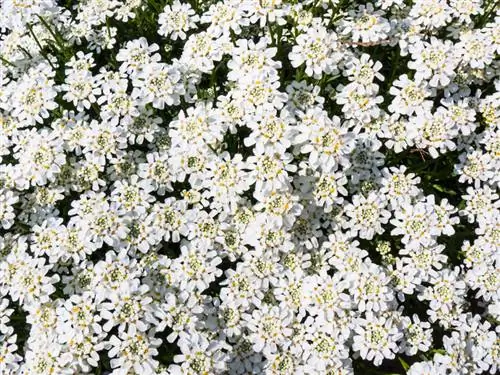 Candytuft pruning