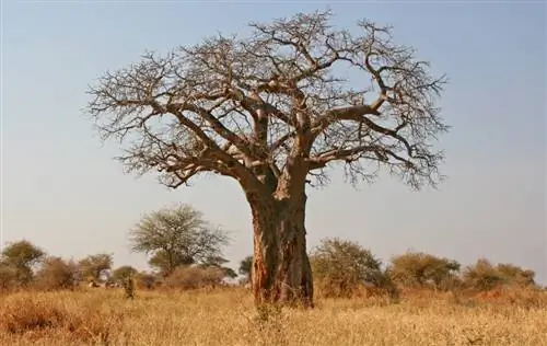 Baobab tree loses leaves