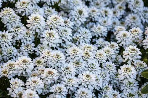 Overwintering candytufts nang maayos: Ito ay kung paano mo ito gagawin