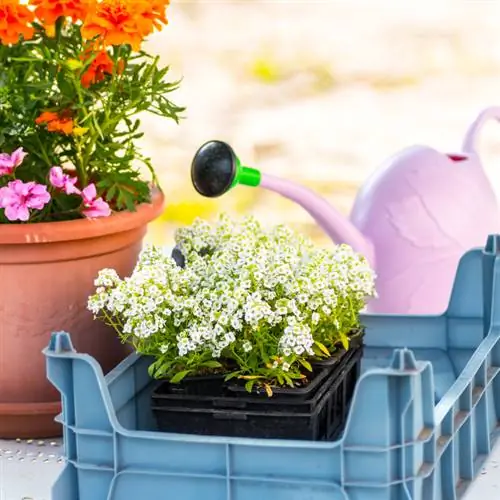 Plant out alyssum Plant out alyssum