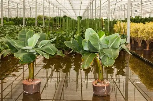 Replantando uma bananeira: é assim que você pode fazer isso facilmente