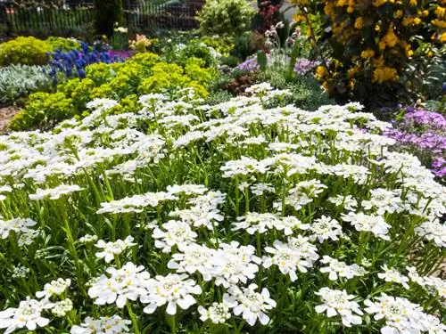 Candytuft dauginimasis