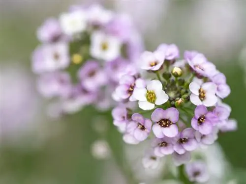 alyssum mùa đông