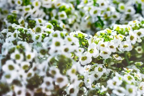 Alyssum snijden: waarom het voordelen heeft en hoe je het moet doen