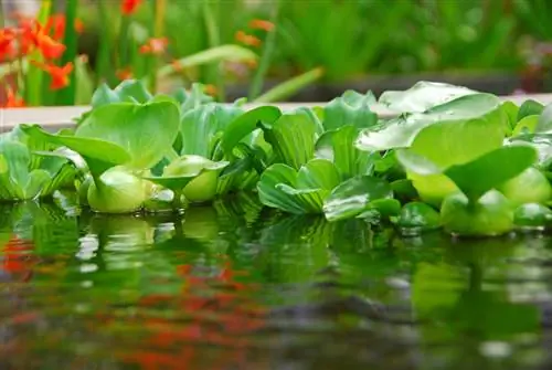 Lechuga de agua contra las algas