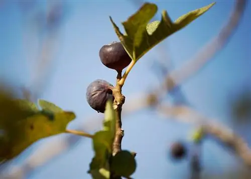 Figo com folhas marrons? Causas e soluções