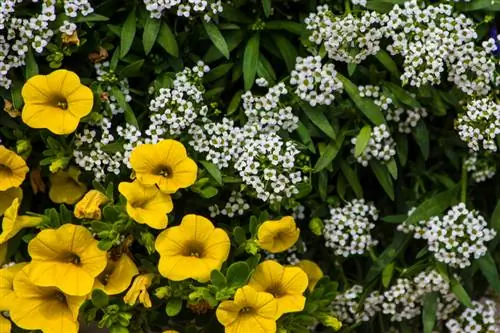 Alyssum priežiūra: sveiko augimo ir žydėjimo patarimai