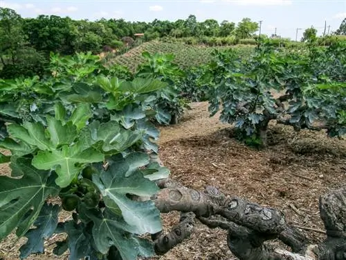 Dimensioni dell'albero di fico