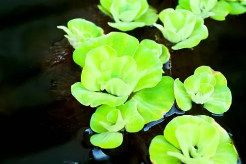 Water lettuce aquarium