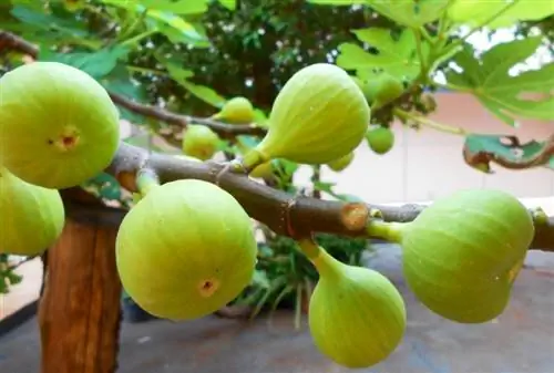 Vyeboom in die tuin