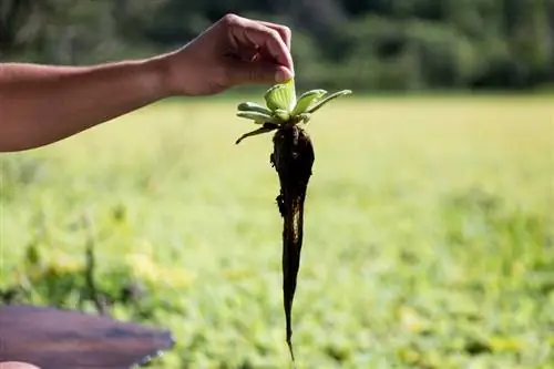 Overwintering mussel flowers: This is how it works