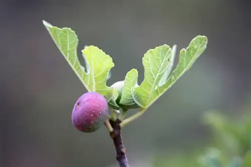 Pohon ara di dalam ember