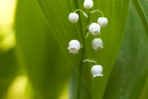 ¿Cuándo florecen los lirios del valle? Consejos para la época de floración