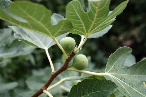 Water the fig tree