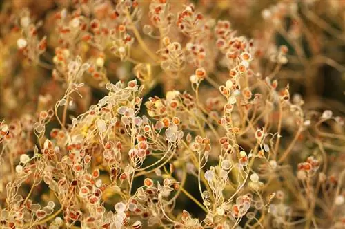 Menabur stonewort: Beginilah cara perbanyakannya dengan mudah