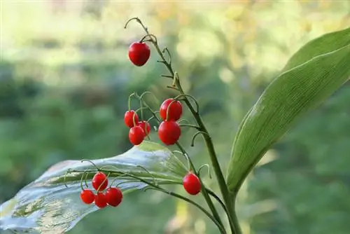 Buah lily lembah