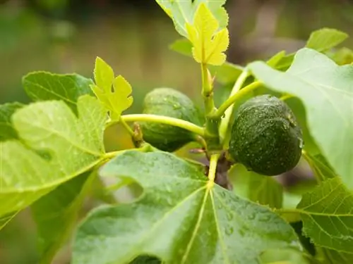 Fig tree cultivation in Germany: What do you have to pay attention to?