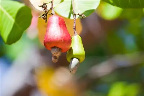 Cashewboom in Duitsland