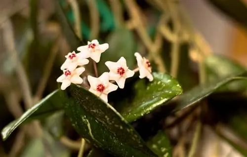 Hoya não floresce