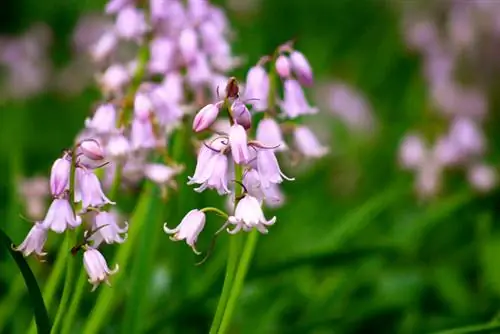 Welke lelietje-van-dalen-soorten zijn geschikt voor de tuin?